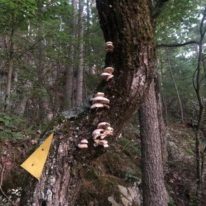 Meet your Posher, Benjix